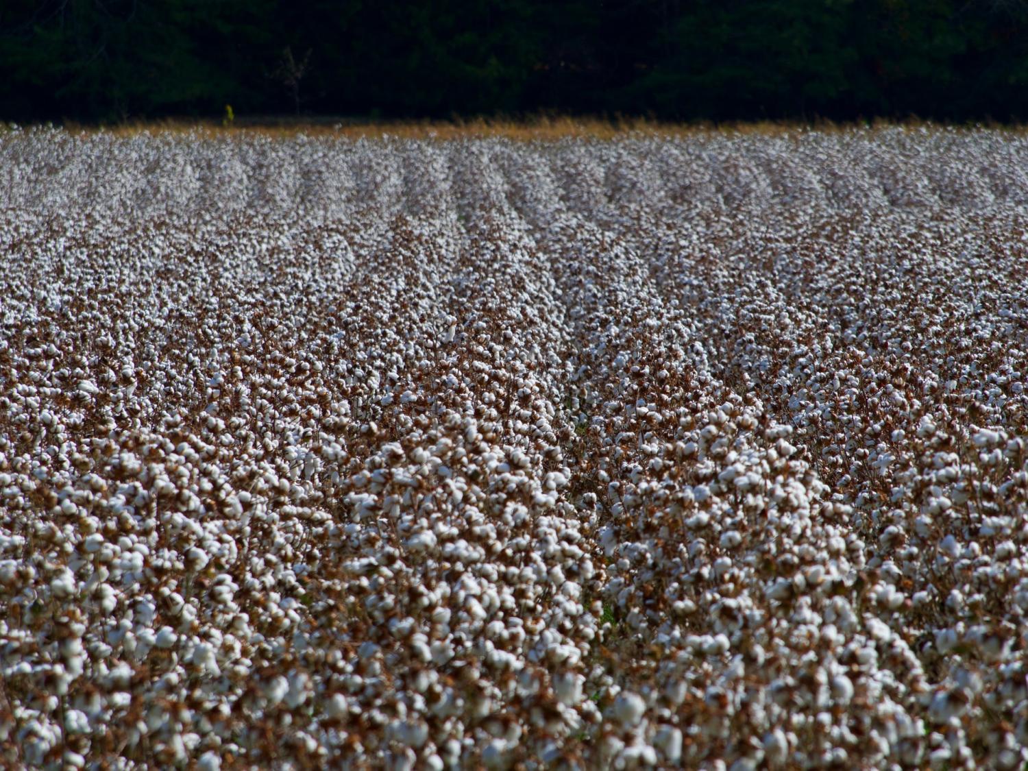 Better Cotton